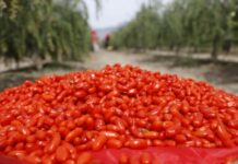 From Ancient Delicacy to Global Trend: The Industrial Upgrade and Global Journey of Ningxia Goji Berries