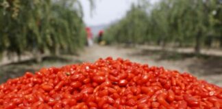 From Ancient Delicacy to Global Trend: The Industrial Upgrade and Global Journey of Ningxia Goji Berries