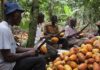 Cocoa Revenue Surges 99%, But Farmer Price Falls Under Scrutiny