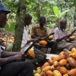 Cocoa Revenue Surges 99%, But Farmer Price Falls Under Scrutiny