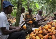 Cocoa Revenue Surges 99%, But Farmer Price Falls Under Scrutiny
