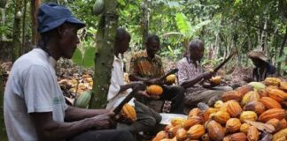 Cocoa Revenue Surges 99%, But Farmer Price Falls Under Scrutiny